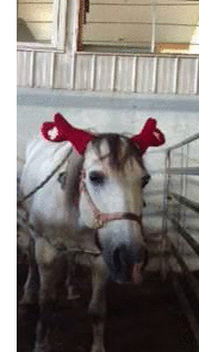 Funny animal gifs - part 108 (10 gifs), horse wears gloves on its ears