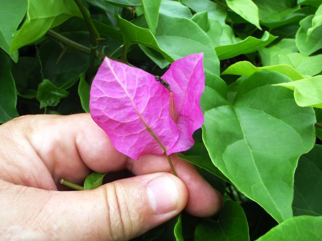 Xtremehorticulture of the Desert How Do I Protect My Bougainvillea