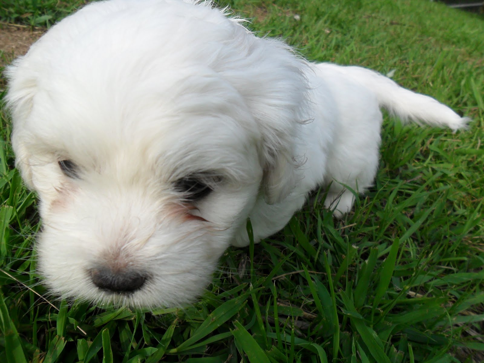 Cute Puppies for sale ) Adorable Puppies for Sale!