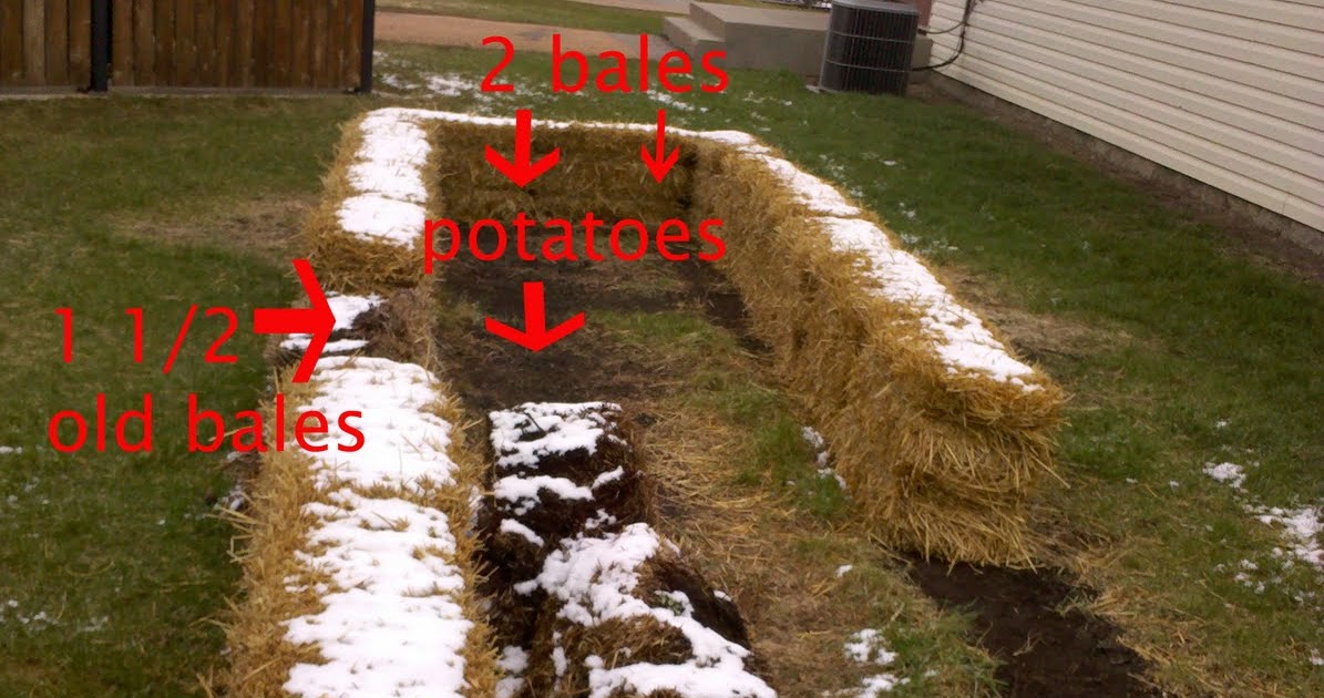 4 the Love of Family: Organic Straw Bale Garden Conditioning Recipe