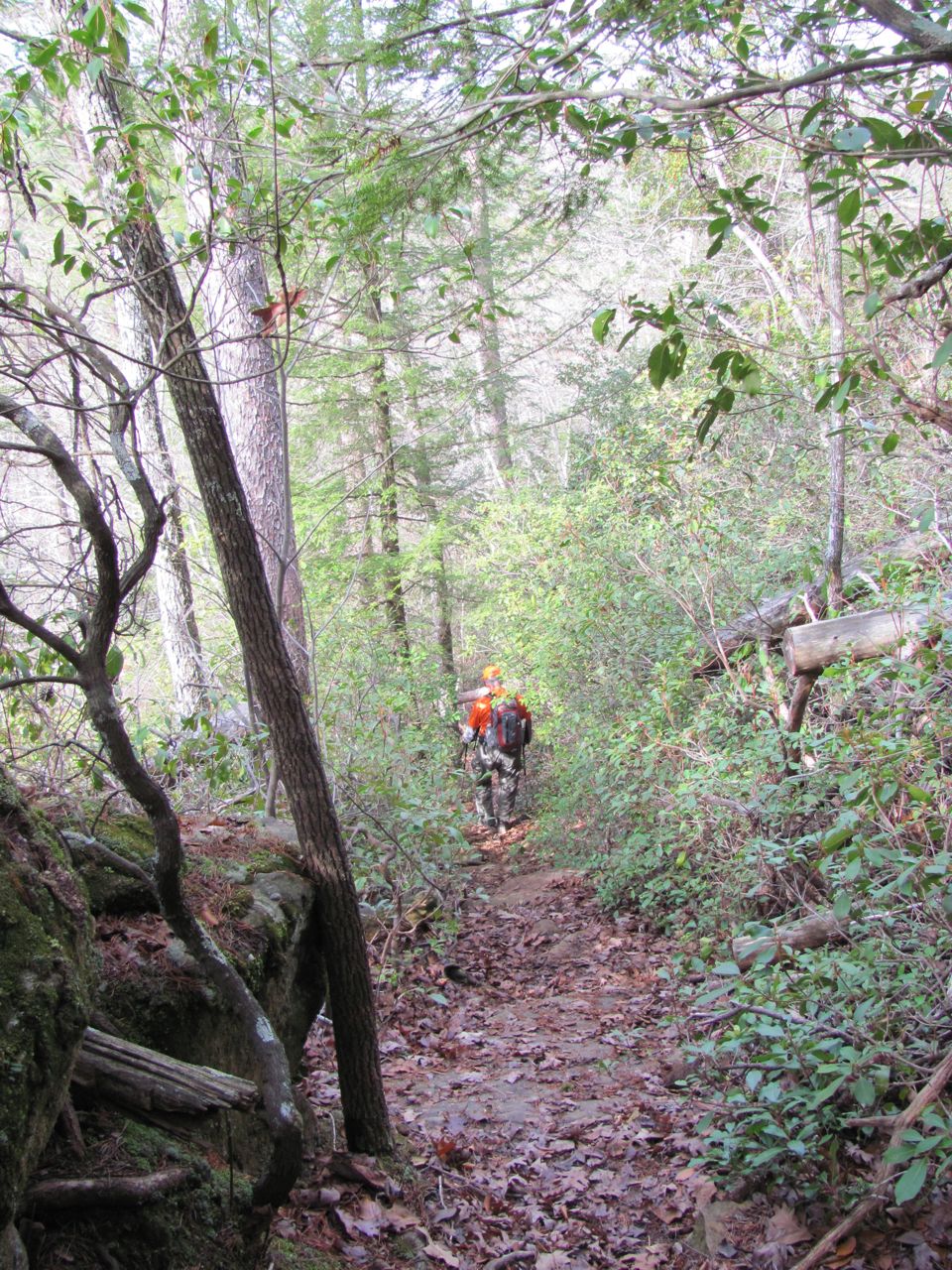 Blue Roads to Hiking Trails A Sipsey Wilderness Adventure