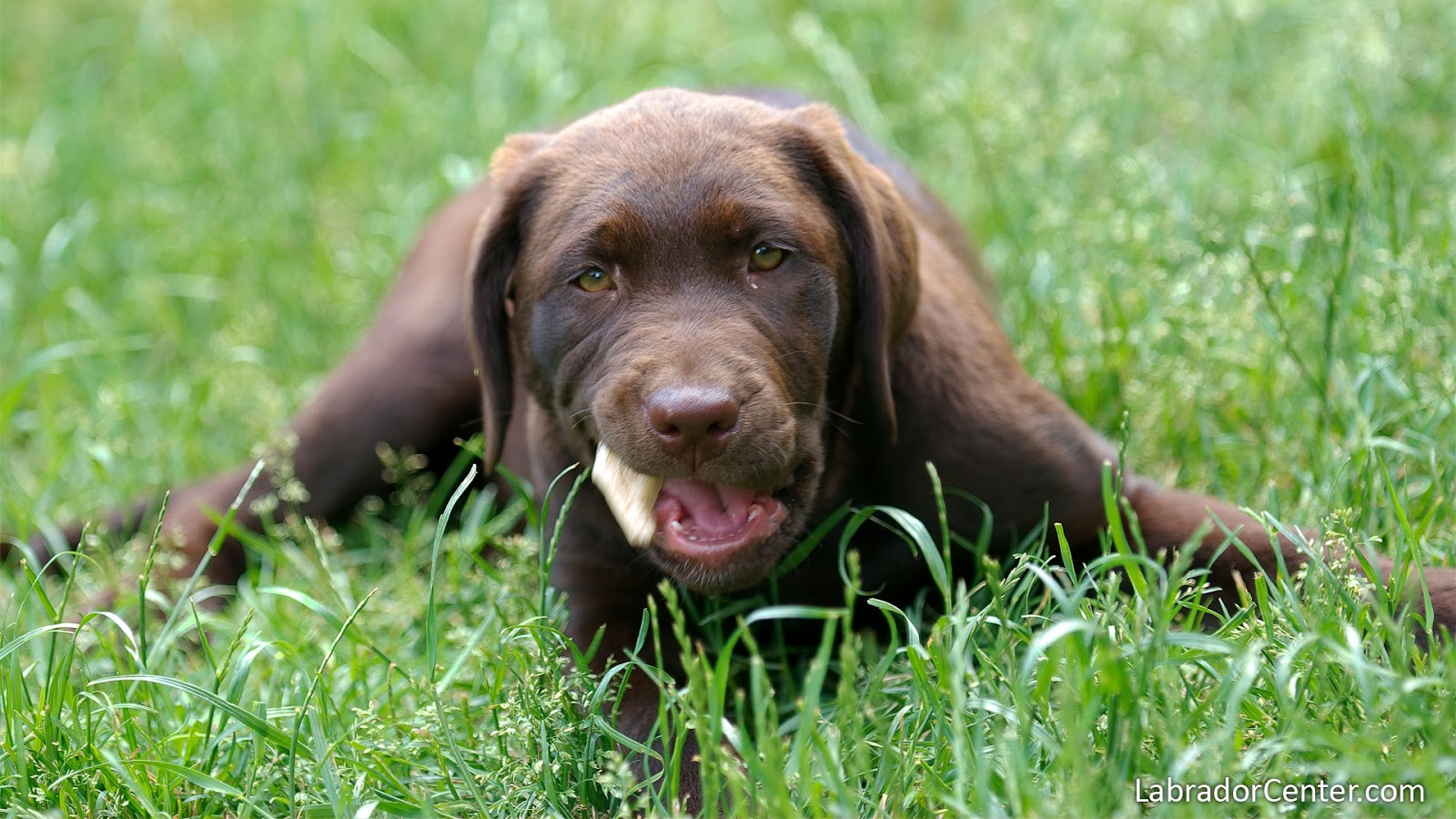 cute dogs brown labrador retriever cocker spaniel christmas
