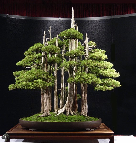 . Bonsai History