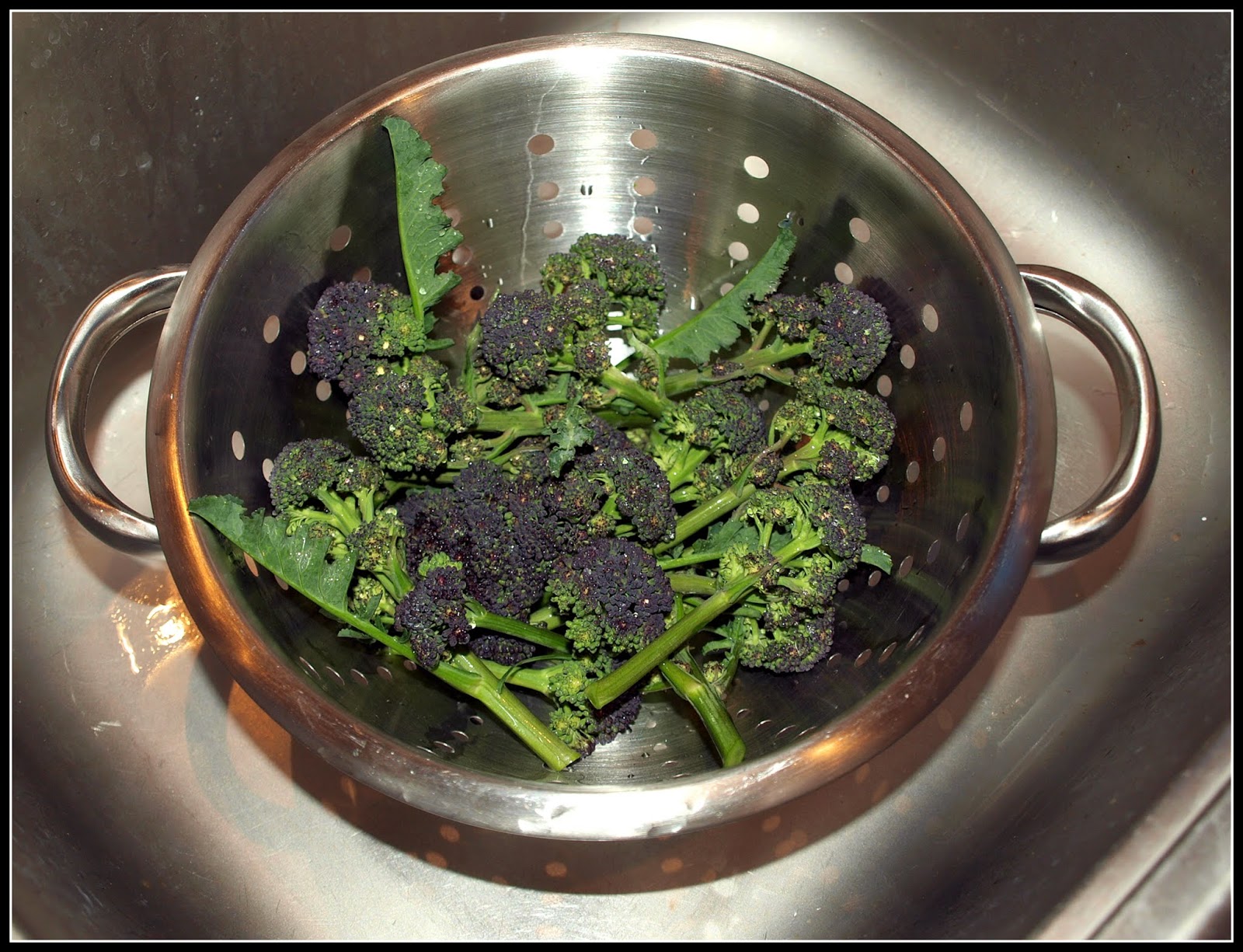 Mark's Veg Plot Harvesting Purple Sprouting Broccoli