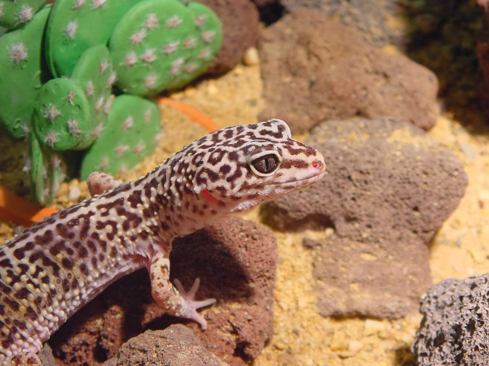 Animals of the world: Leopard gecko