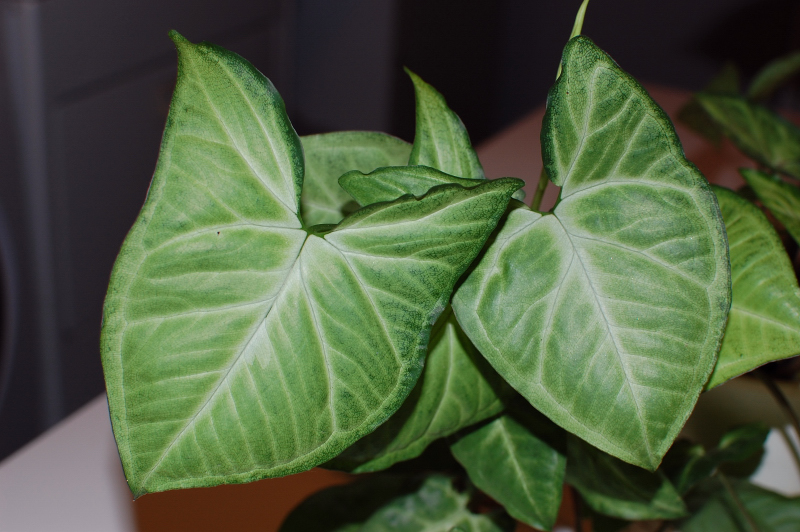 The Indoor Garden: How to care for a Nephthytis