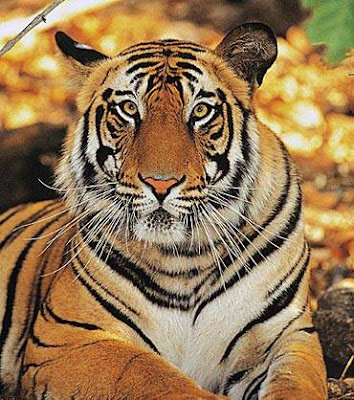 Bengal Tiger Photos