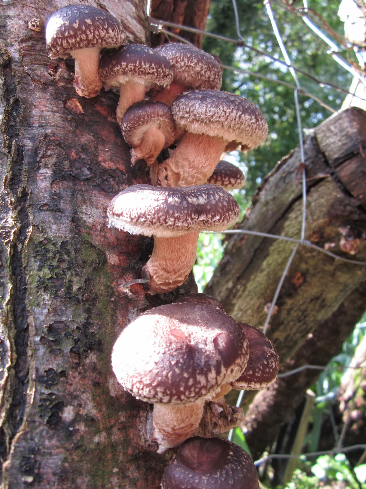 permacultuur avontuur 45. Zelf shiitake kweken