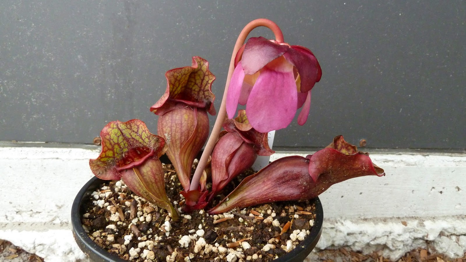 Hooray! Plants! Sarracenia Flowers for 2015!