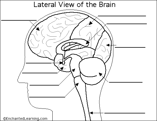 Split Brain Diagram