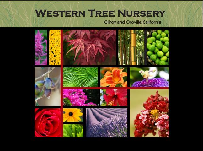 Recent Plant Photos at Western Tree Nursery