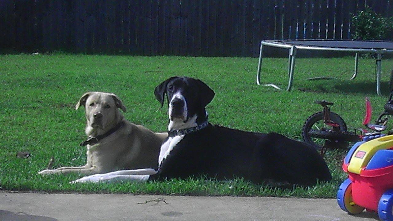 A Homestead by the Beach: How to make raised gardening bed out of pallets.