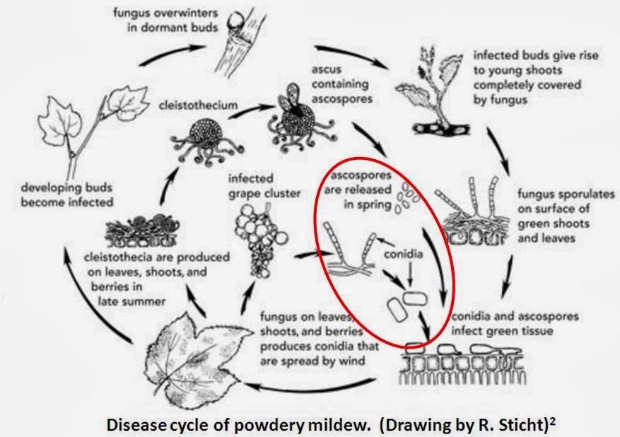 EnoViti Strategies to Control Powdery Mildew Part I