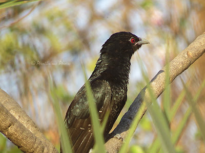 Asiatic Koel, Male Asiatic Koel, Male