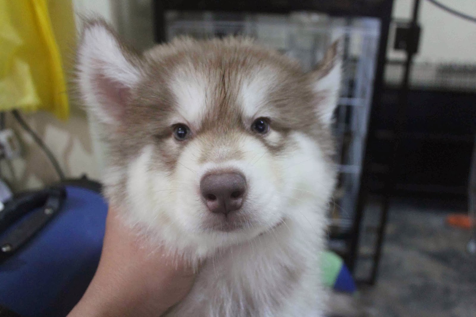 LovelyPuppy: 20140115 Giant Wooly Siberian Husky Puppy
