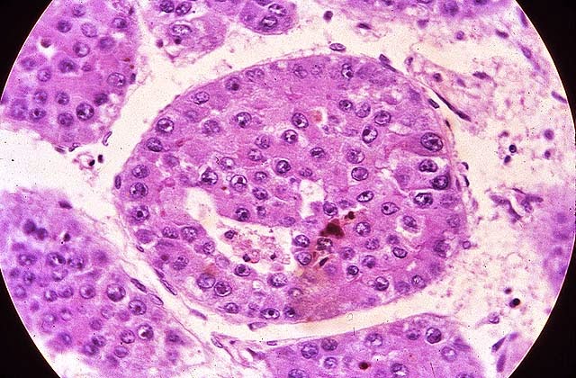 Orgánulos Celulares Hepatocitos