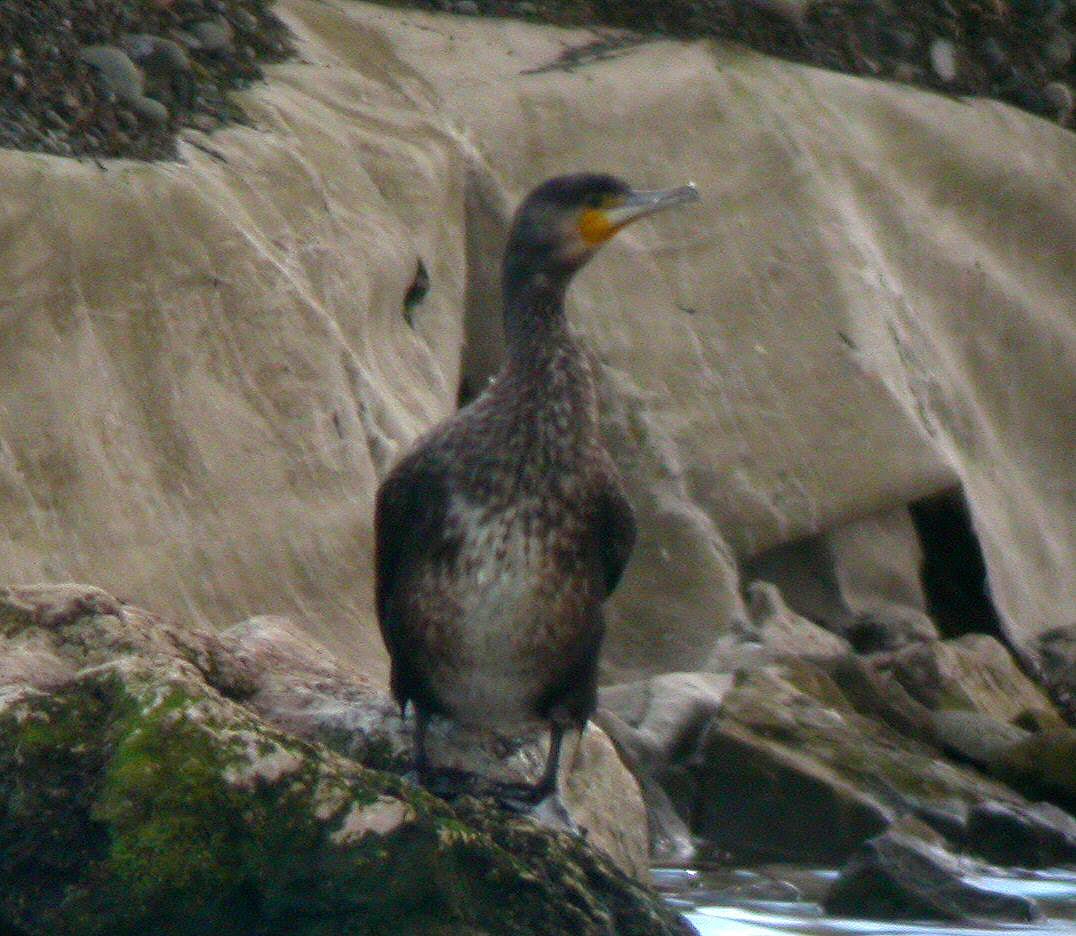 Sinensis Cormorant