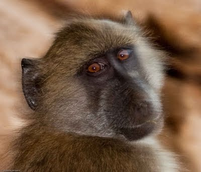 mashatu, photographers, christine lamberth, safari, c4 images and safaris