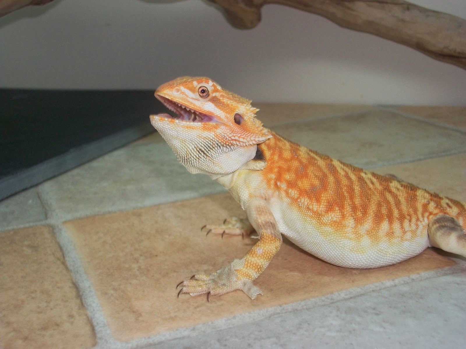 bearded-dragon-bobbing-head.jpg