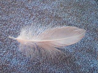 LUMINOUS FEATHER, Nov 2016