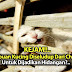 Kejam: Ribuan Kucing Diseludup Dari China Untuk Dijadikan Hidangan?..