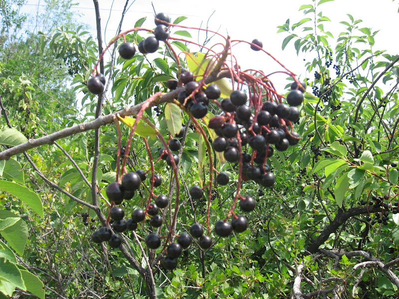 Survival in the Wasteland Choke Cherry Season