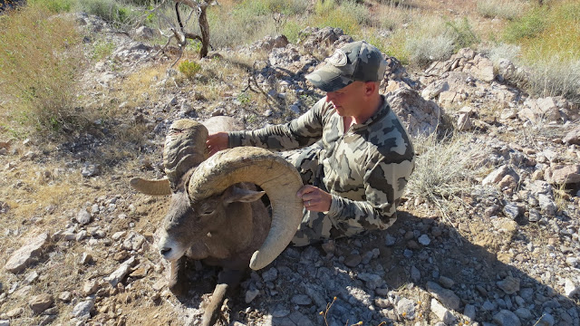 Arizona+Super+Raffle+Desert+Bighorn+Sheep+Hunt++Photo+Monster+ram+with+Colburn+and+Scott+Outfitters+4.JPG