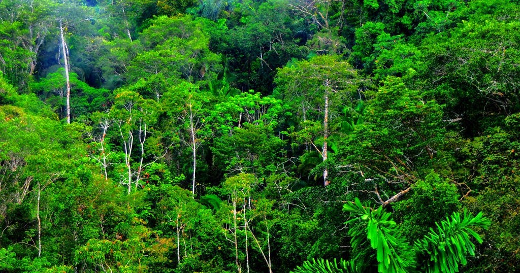 Geography revision blog The Tropical Equatorial Rainforest