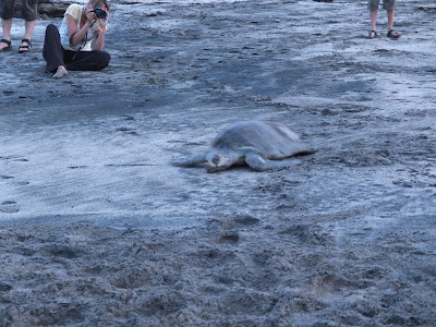 Olive Ridley Turtles