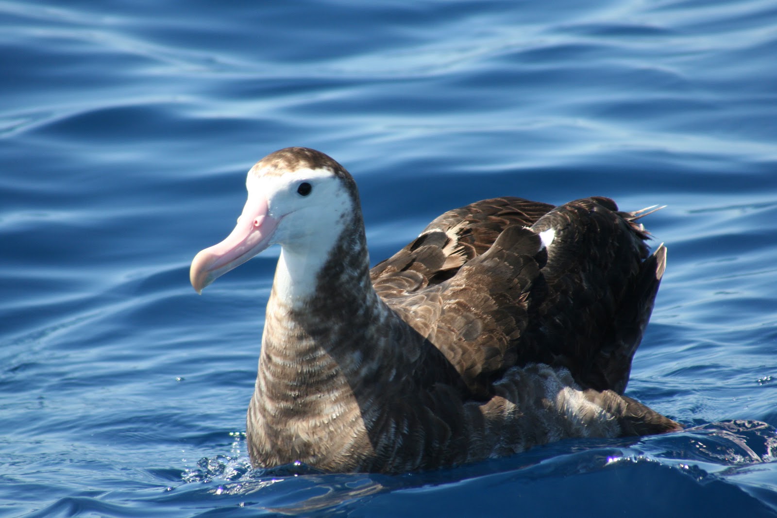 Albatross - Animals Photos