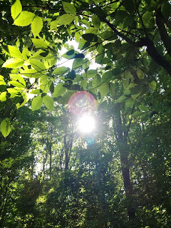 Sunlight through summer trees nature, sunlight, sun, leaves, trees