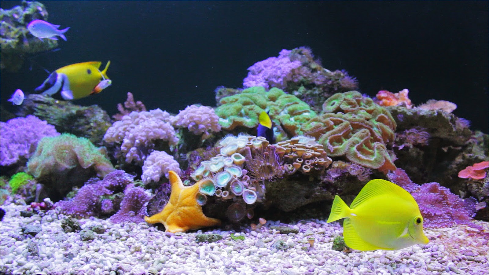 the real aquarium hd the real aquarium hd