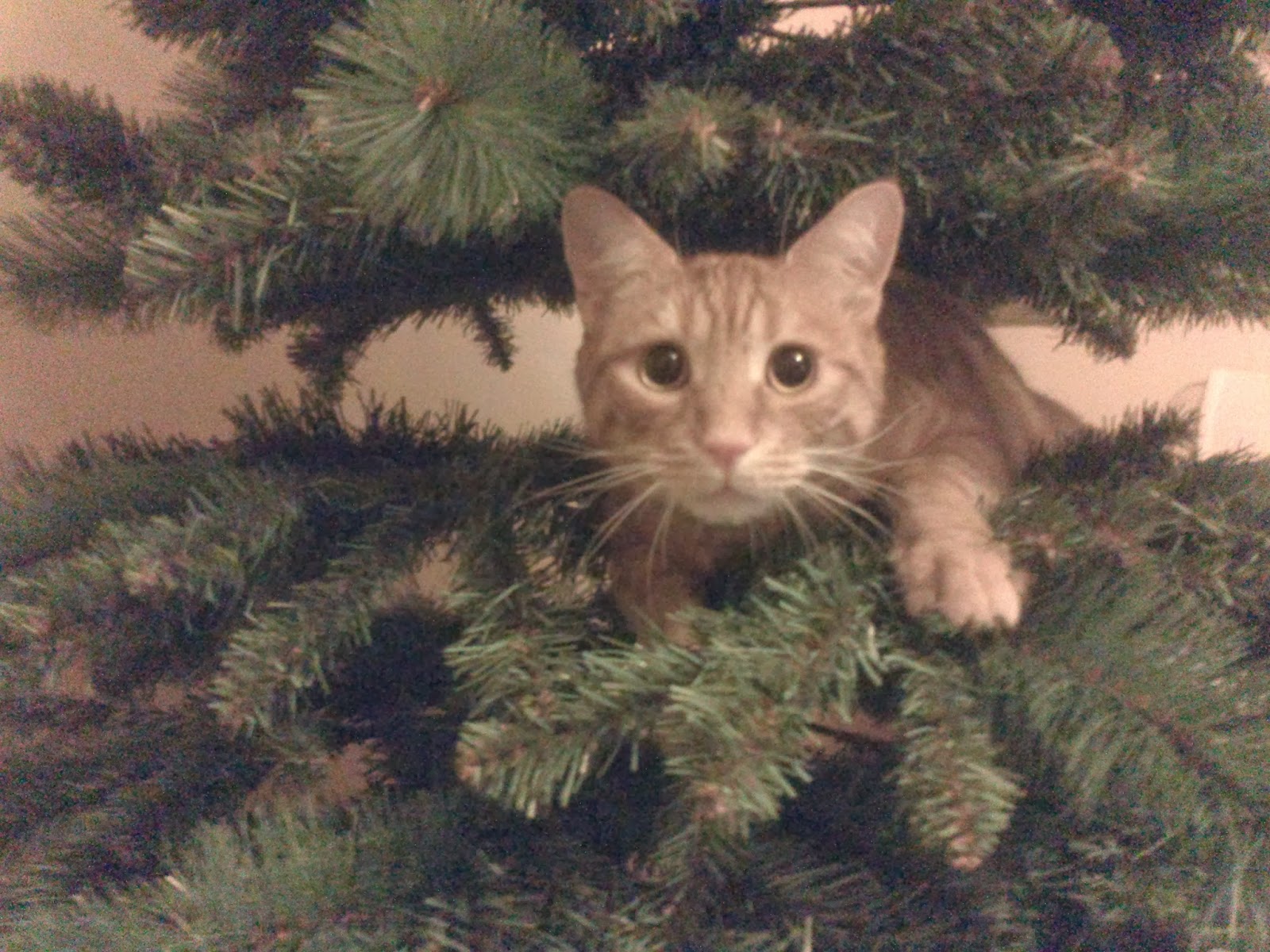 single girl with cat oh christmas tree single girl with cat oh christmas tree