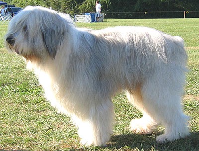 Dog Site Dog Breeds Polish Lowland Sheepdog Polish Owczarek