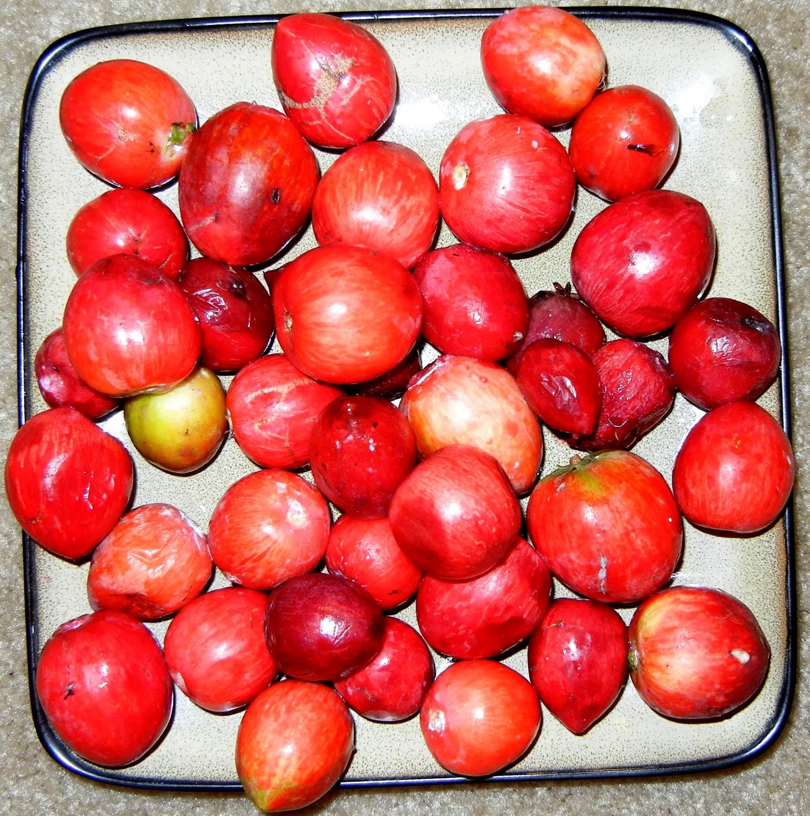 A photo, A thought............ Plant Natal plum harvesting.............