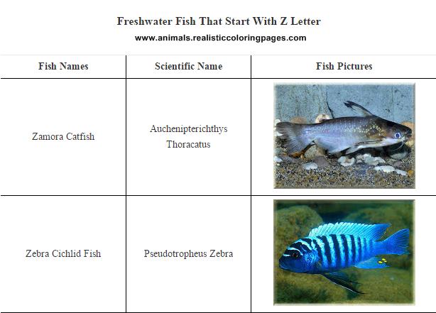 Freshwater Fish That Start With Z Letter Freshwater Fish That Start With Z Letter