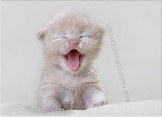 UniQuE PicTuRezzz...: A very cutest , little, small, baby ...