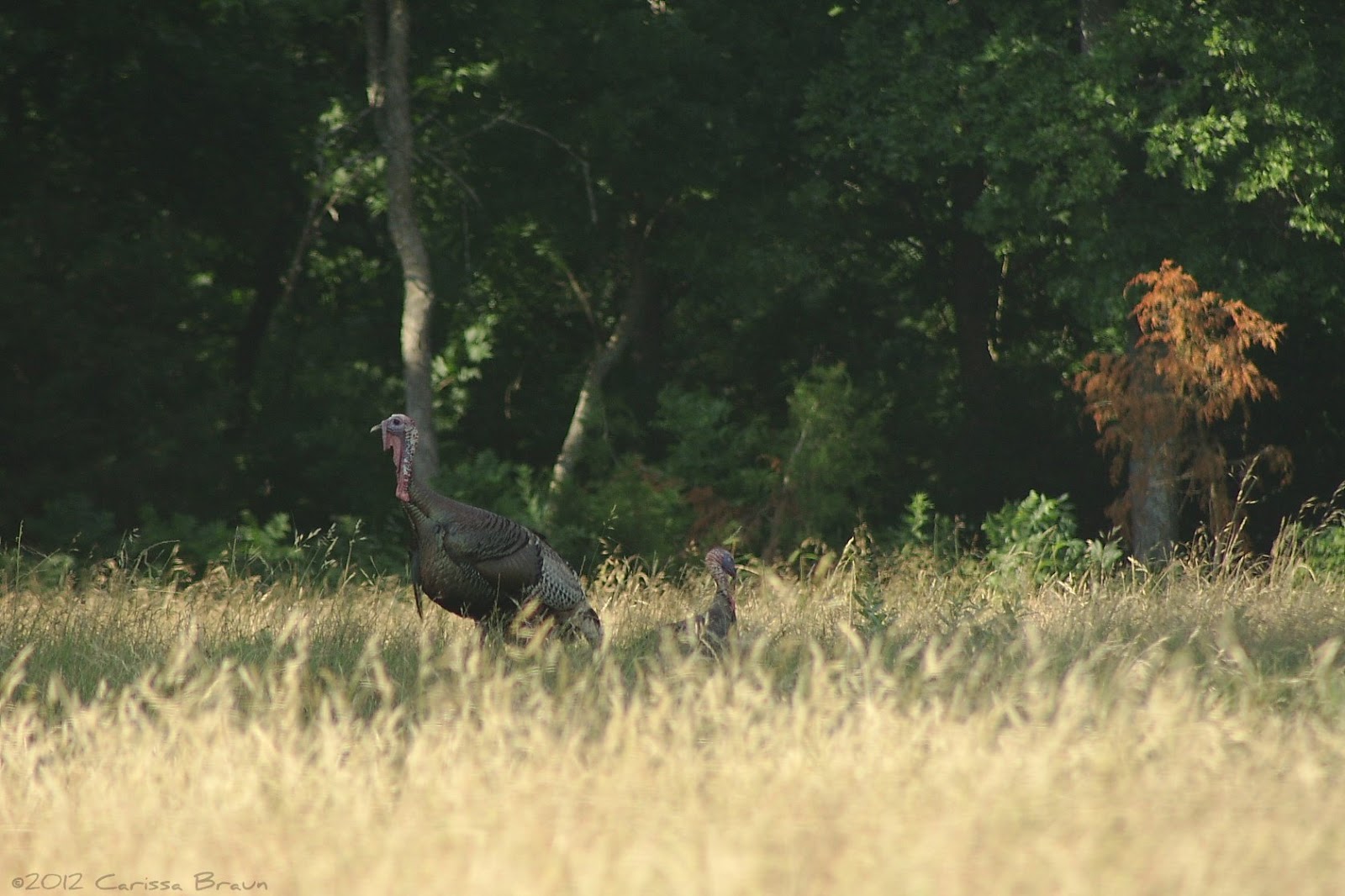 Nature Photography and Facts Wild Turkey Biology Diagrams