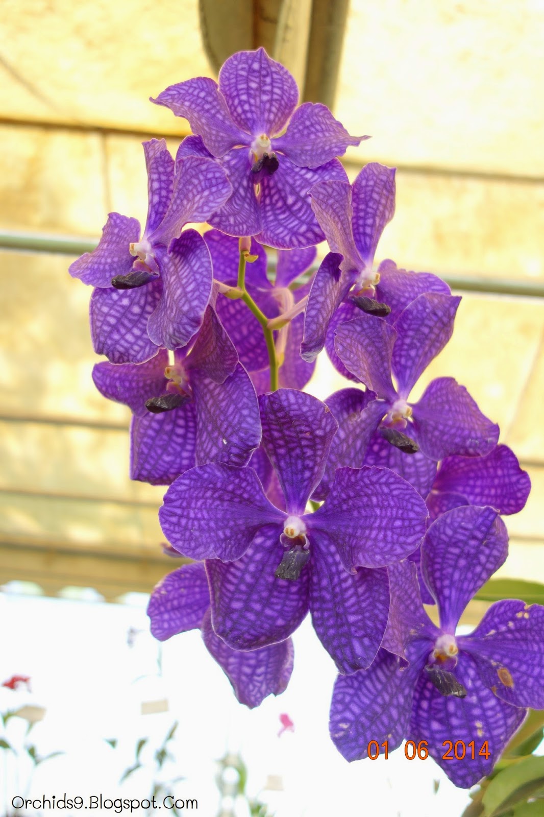 Orchids Flowers Pictures Bulbophyllum Vanda Cattleya Cymbidium