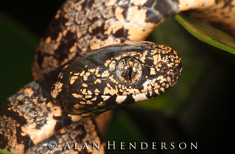 Minibeast Wildlife - Rainforest Encounters: Costa Rica - Tree snakes