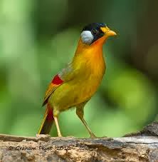 Jenis-Jenis Burung Yang Paling Di Cari Saat Ini Dan Kisaran Harganya Jenis-Jenis Burung Yang Paling Di Cari Saat Ini Dan Kisaran Harganya