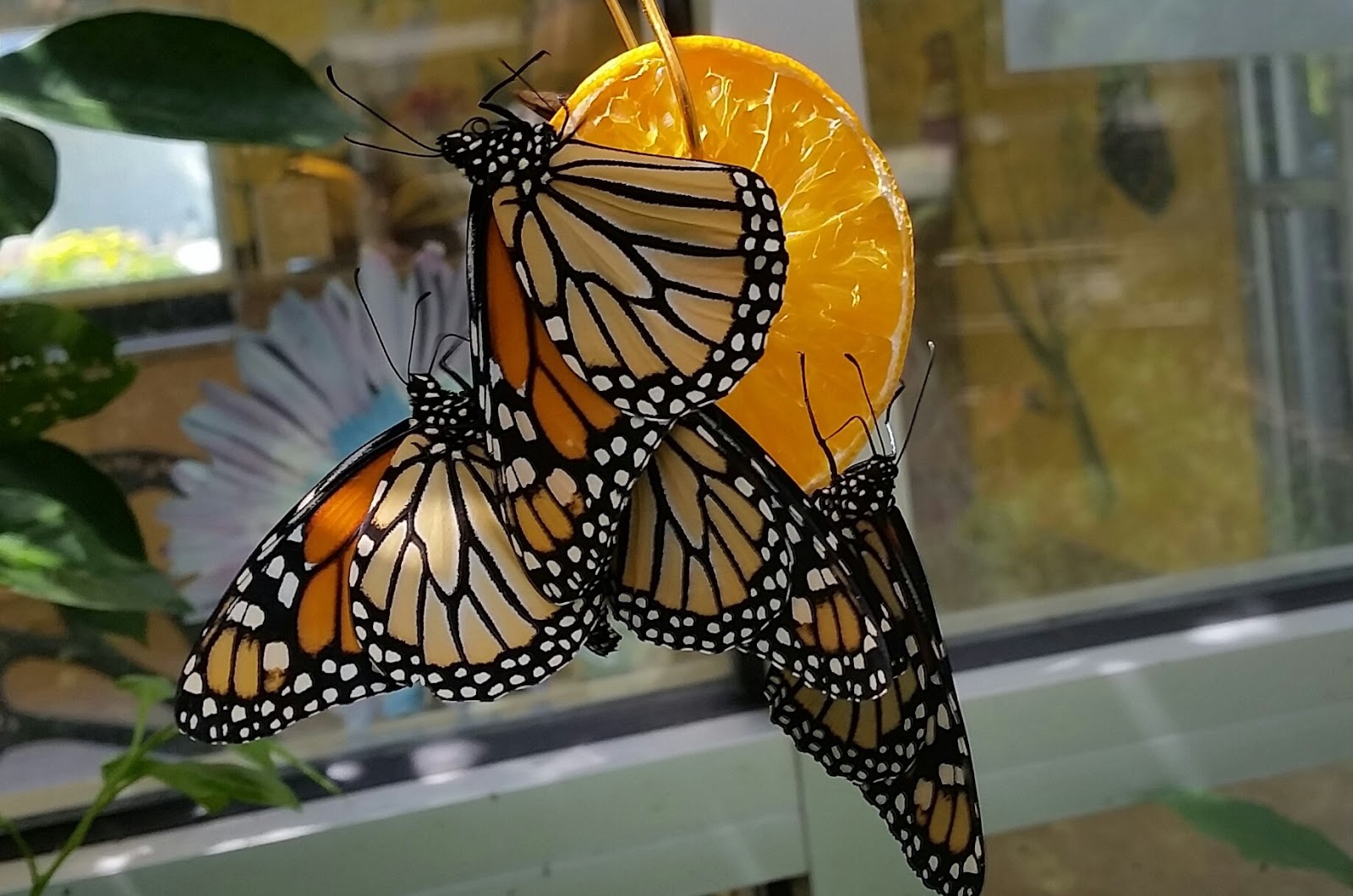 MOSI Outside Butterfly Fruit Feeding Station