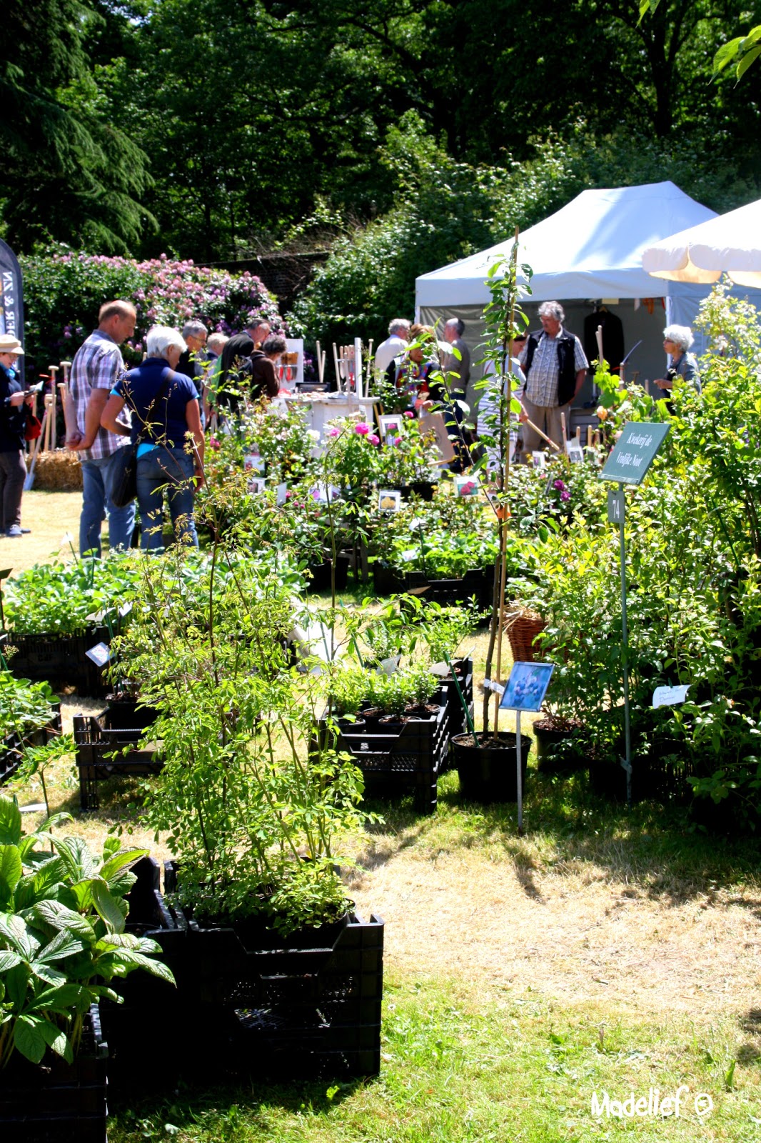 Madelief A day at the flower show