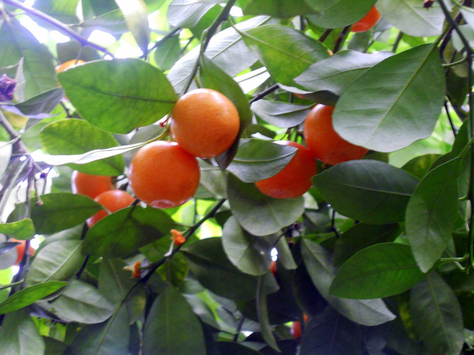 South America Plants