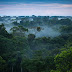 Trading our forests for money; a threat to the future