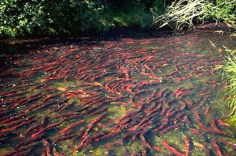salmon-spawning.jpg