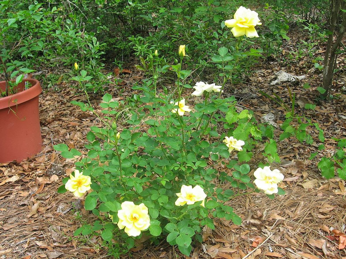 LNGBECHBLVDCVE PROPOSED LANDSCAPE PLANTINGS