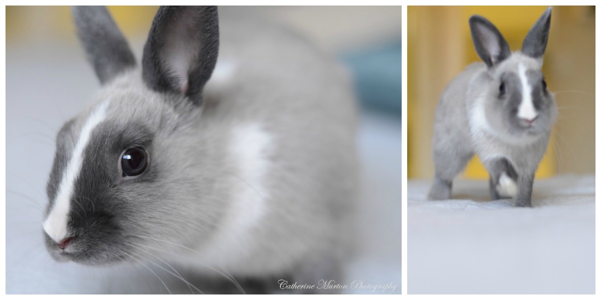 No Wooden Spoons Rabbit and Rats