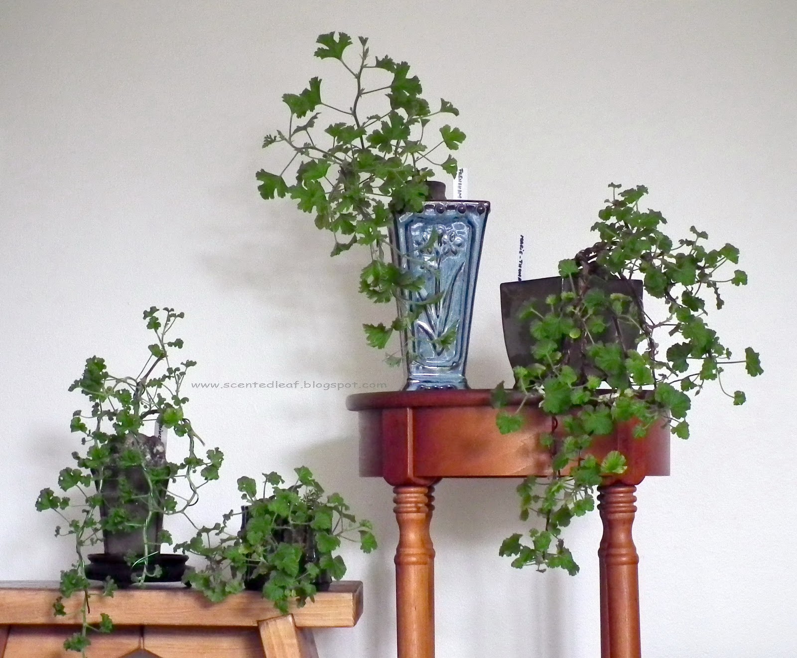 Scented Leaf Pelargoniums Trained As Cascade Bonsai Scented Leaf Pelargoniums Trained As Cascade Bonsai