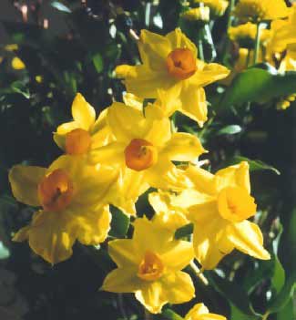 images for daffodils